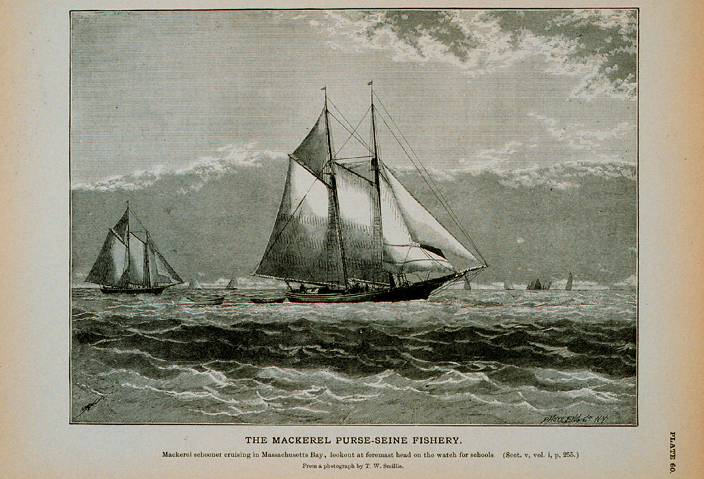mackerel schooner cruising in massachusetts bay look for fish