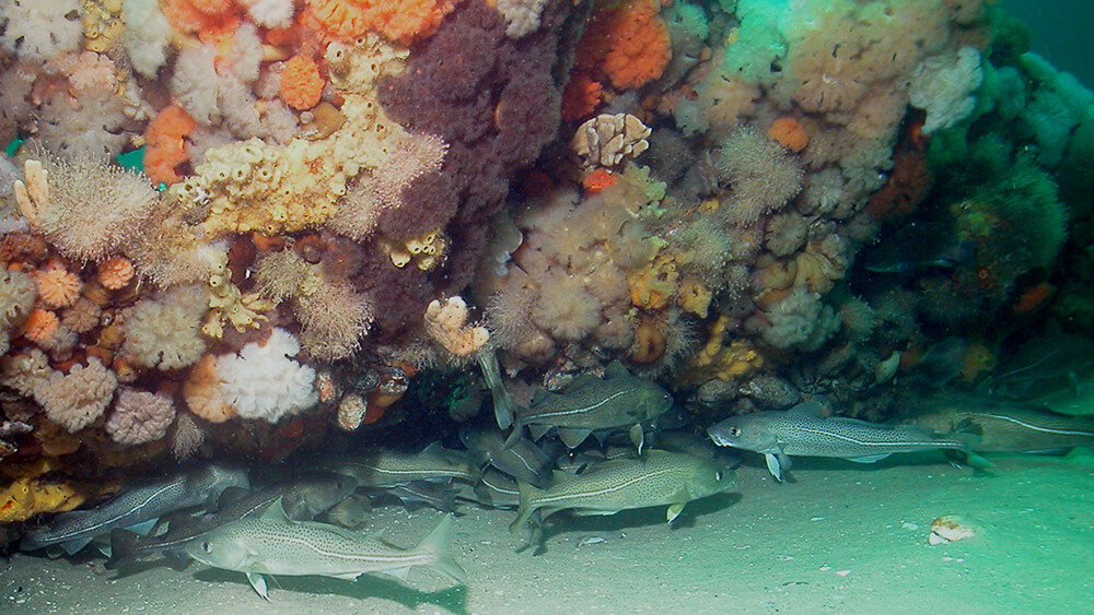 Several fish hide under part of a shipwreck covered in marine growth