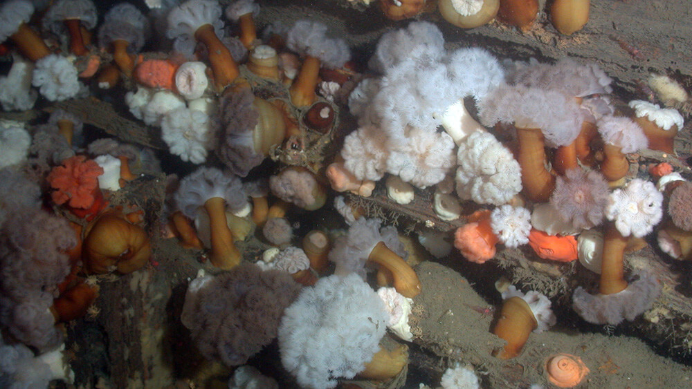 Wood from a ship wreck covered by white orange and purple anemones 