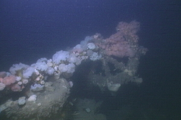 The wheel of ashipwreck covered in marine growth 