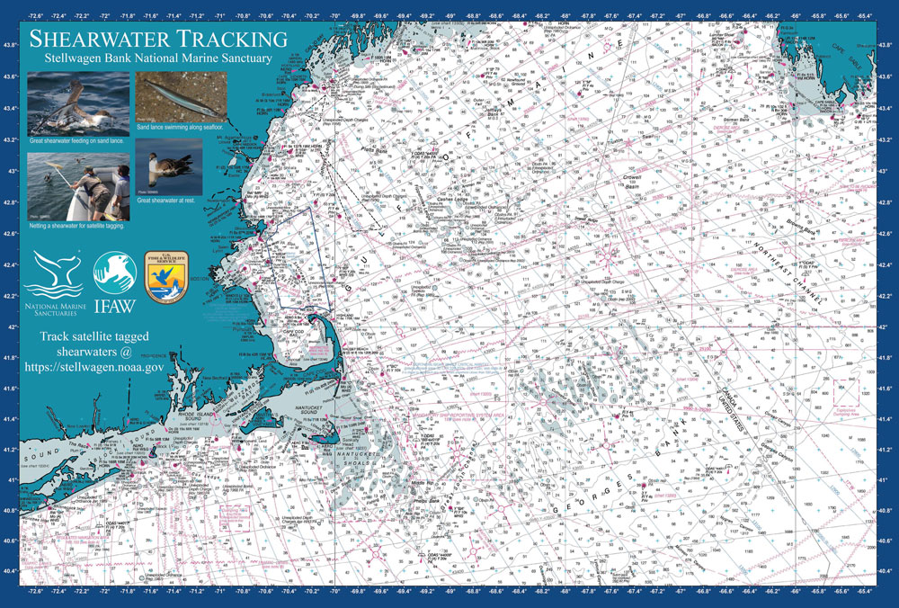 cape cod and gulf of Maine shearwater tracking map