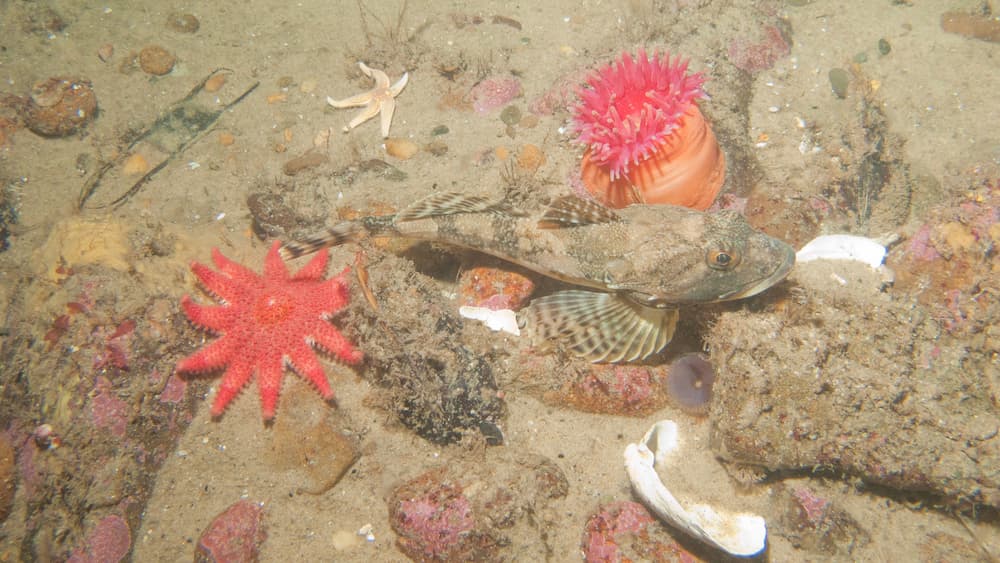 A northern red anemone attaches to the hard substrate