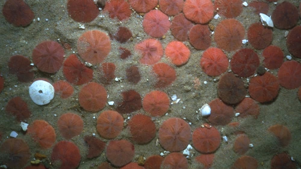Sand dollars give the appearance of a treasure spilled out over the flat sandy sea floor