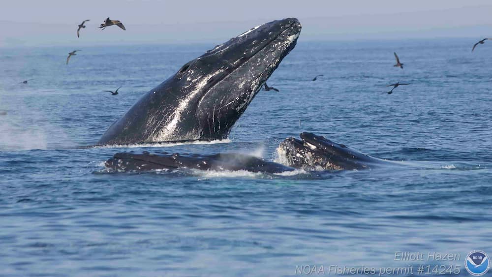 Humpbacks and seabirds feed on schools of sand lance that move between the seafloor and surface