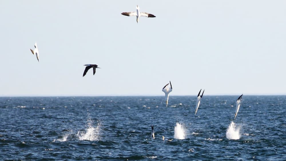 Diving gannets into the ocean