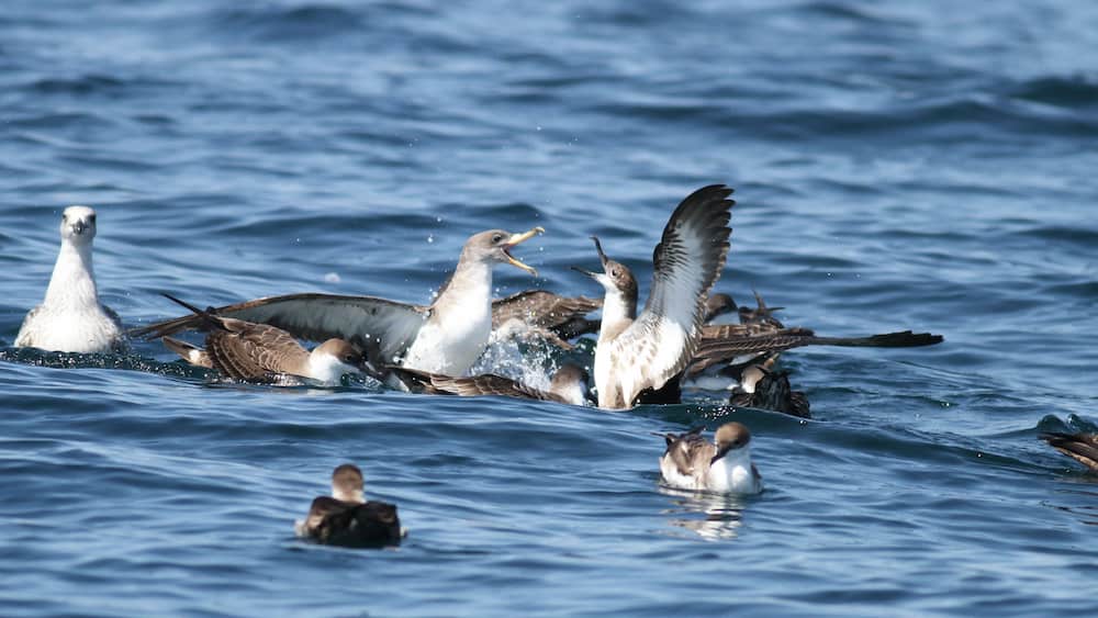 shearwater seabirds fighting each other in the water