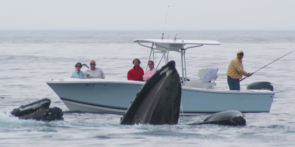 people on a boat next to a couple of breaching whales