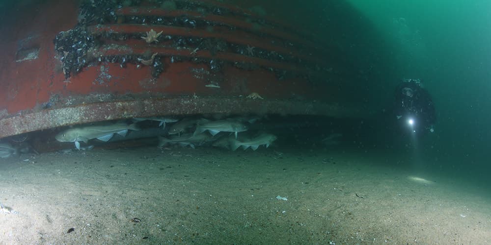 fish hiding under a shipwreck while a diver swims by