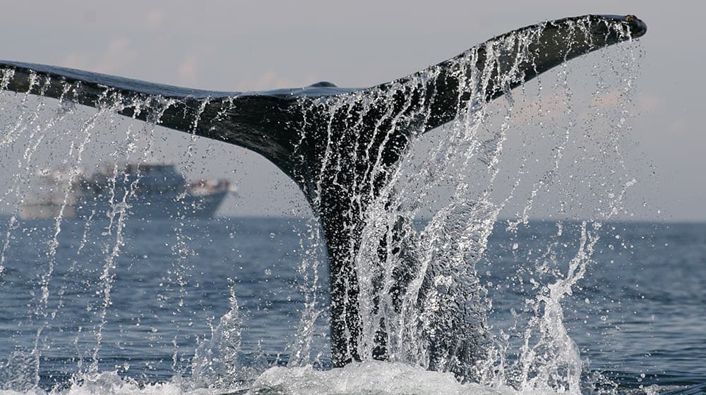 whale tail breaching with a ship in the background