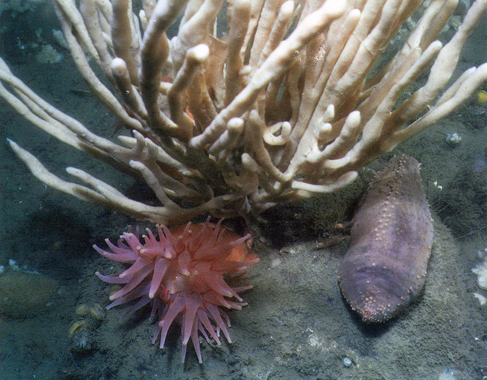 a rock with three species on it: a finger sponge, a Bolocera anemone and a sea cucumber