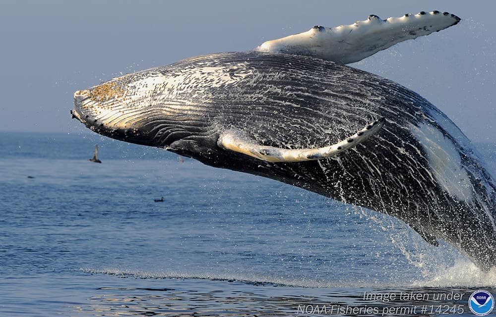 A humpback whale breaches in the sanctuary