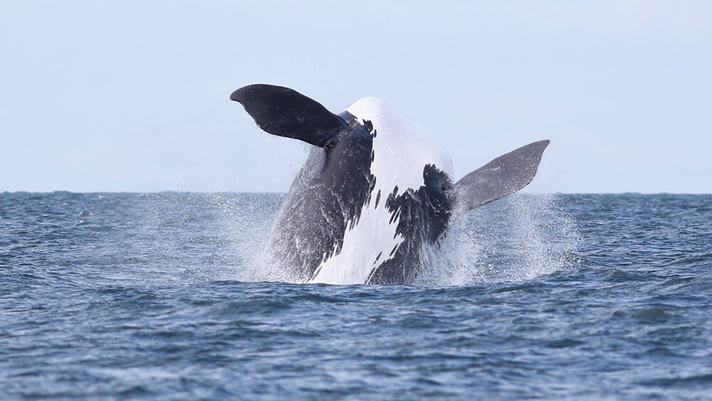 a right whale breaching the water's surface
