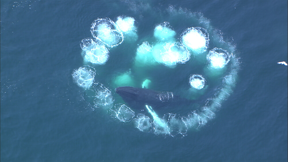 aerial view of a humpwhale surrounded by a circle of bubbles