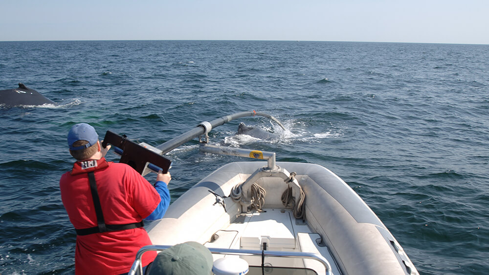 a person on a raft pilots a long arm to tag a nearby whale
