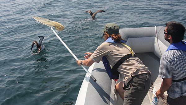 a person reaches with a net to capture a bird flaoting on water