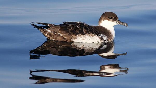 a brown and white bird floats on water