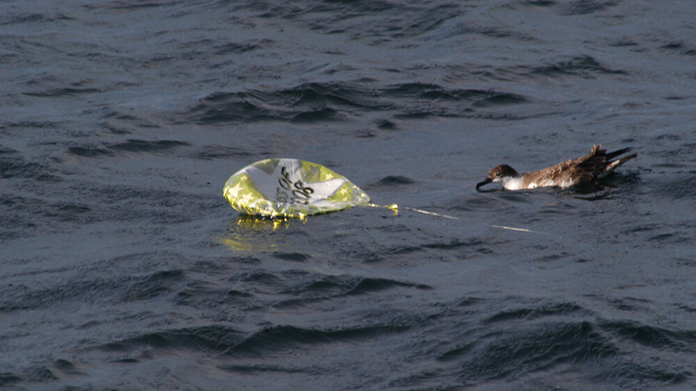 a bird floats near marine debris
