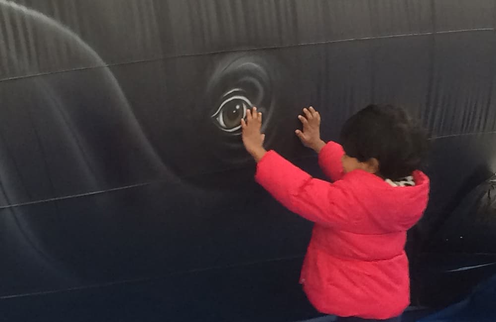 a child looking at salt the inflatable whale's eye