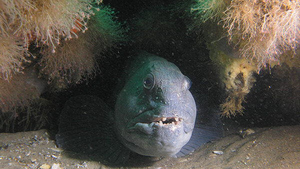 A fish hides in marine growth