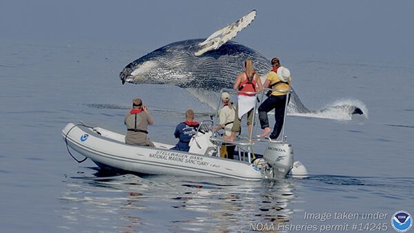 a whale breaches as researchers watch from a raft