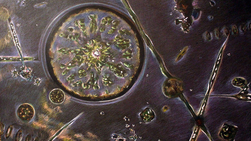 a painting of micro organisms