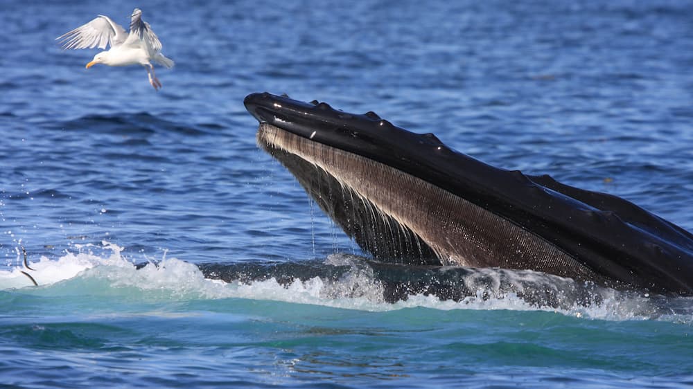 Humpback whale with bird flying above it