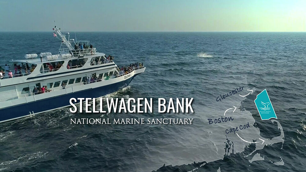 A  whale watching vessel in stellwagen bank