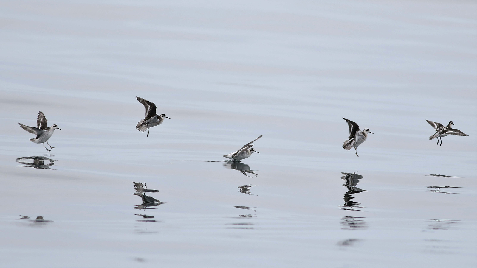 gray and white birds on the water's surface