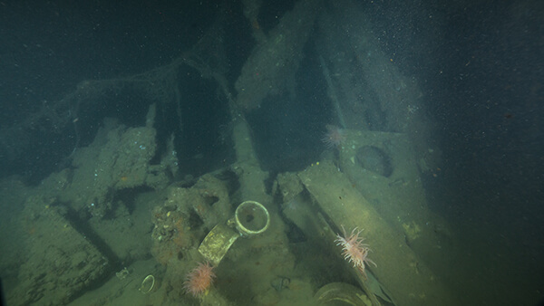 cups visible in the debris of a shipwreck