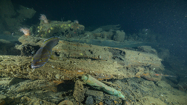 a fish swims near a shipwreck