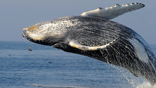 a breaching whale