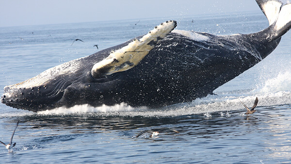 a breaching whale flops on its back as birds fly away