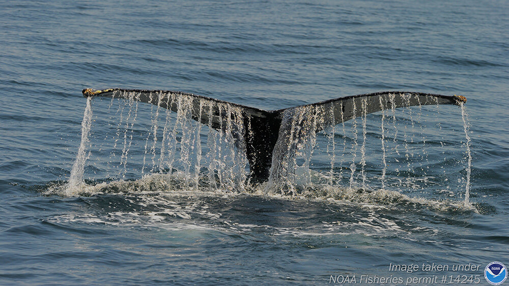 a whale tail rises from the water