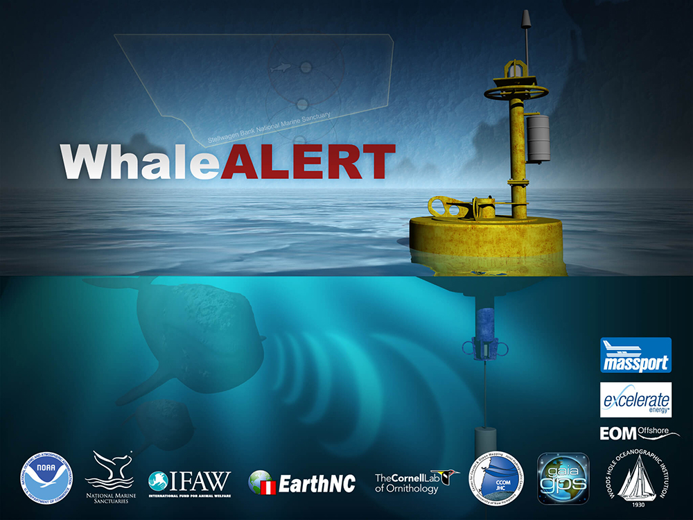 a picture of a buoy with a whale swimming under it and the words whale alert