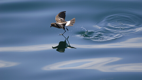 a bird seemingly running on the water's surface