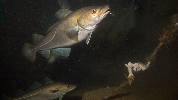 a cod in deep water