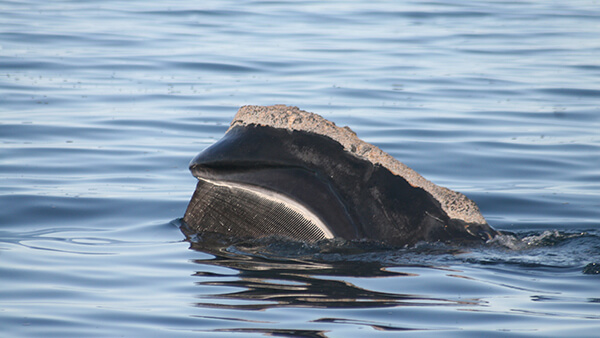 a whale's mouth at the surface of the water'