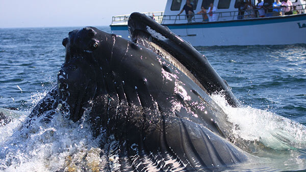 a whale's mouth rises out of the water with a whale watchign boat in the background