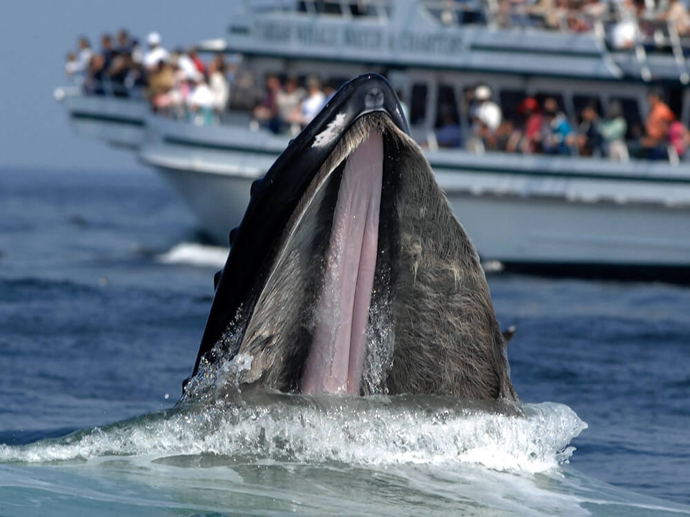a whale's mouth rises out of the water with a whale watchign boat in the background