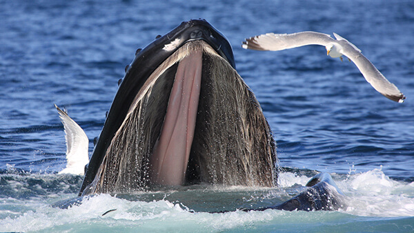a whale's mouth rises out of the water with birds nearby'