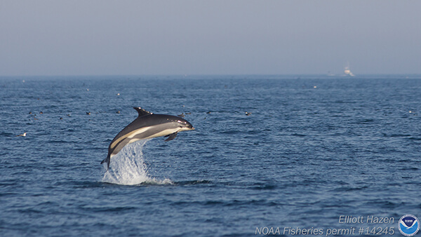 a dolphin leaps out of the water