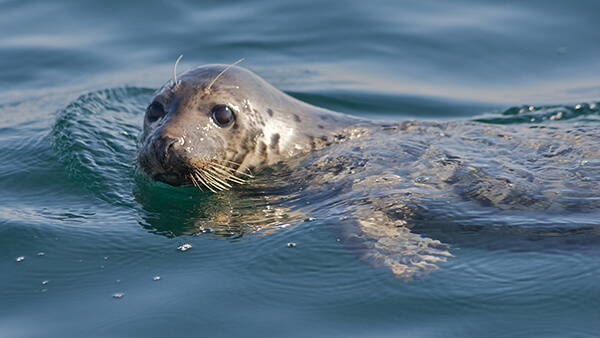 a seal swimming