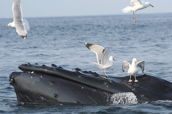 birds land near a whale