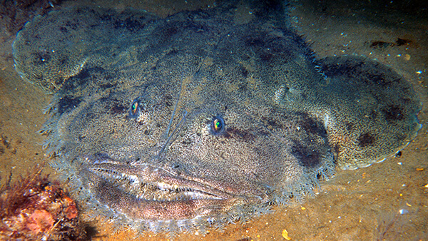 A fish lies flat on the seafloor