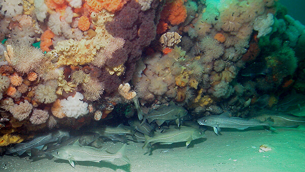 a fish hides in a shipwreck