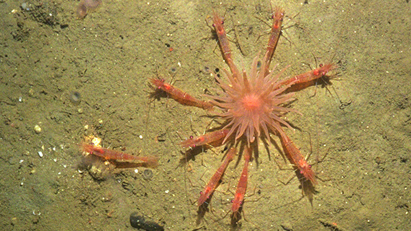 Shrimp surround an anemone
