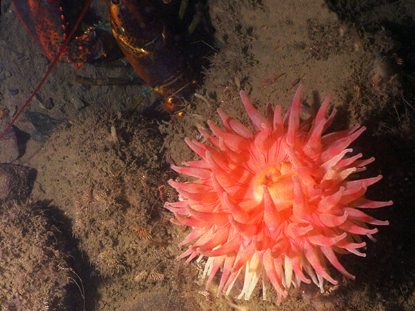 An anemone with a lobster closeby