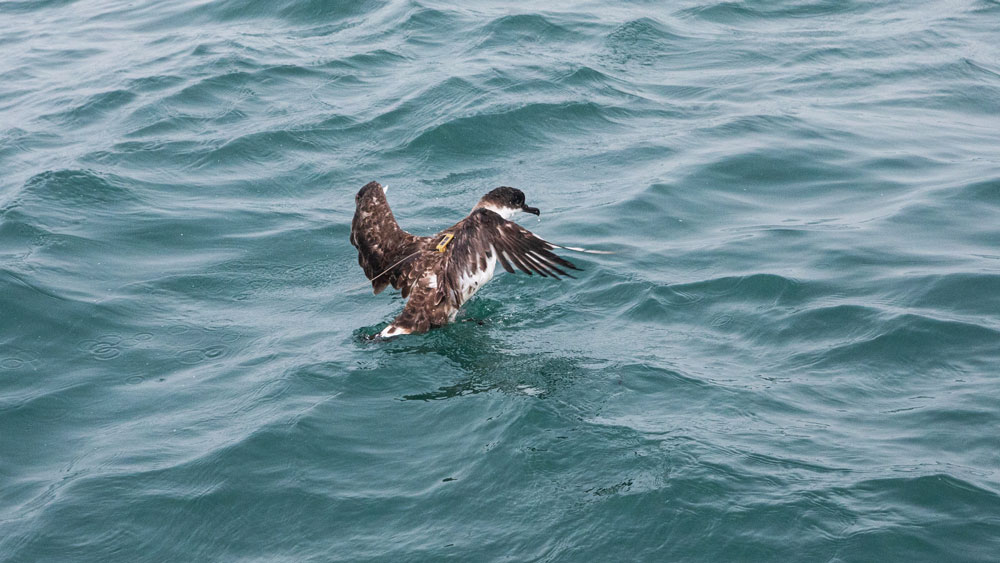 Shearwater flapping on the water surface
