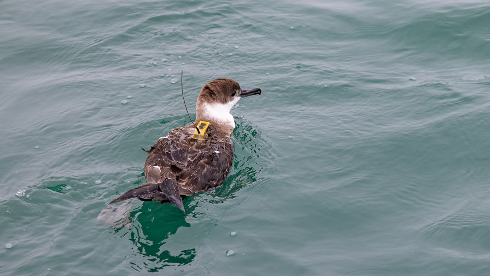 shearwater floating on the surface