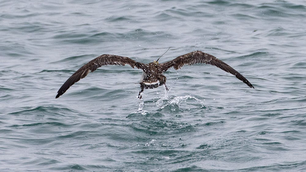 shearwater taking off at the surface